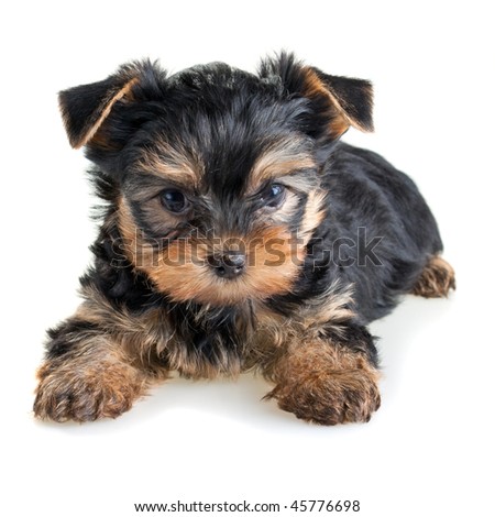 Puppy Wallpaper Backgrounds on Small Yorkshire Terrier Puppy On White Background Stock Photo 45776698