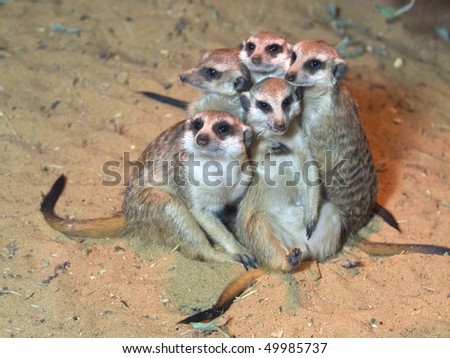 african zoo animals