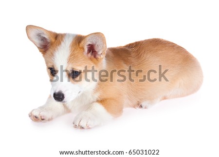 Pembroke Welsh Corgi Puppy. Pembroke Welsh Corgi puppy