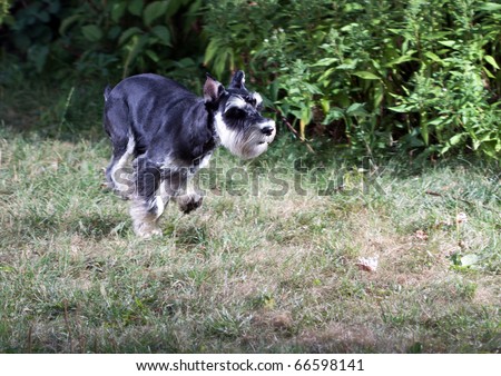 Running Dog Breed Miniature Schnauzer Stock Photo 66598