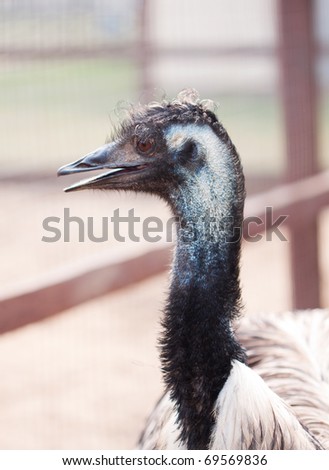 Emu head close up outdoors