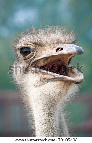 Ostrich head close up outdoors