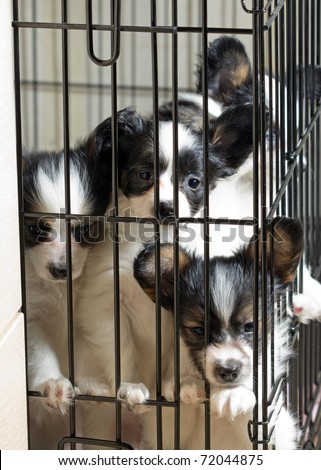 Papillon puppies in the cage
