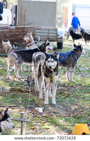 Group of a Siberian Husky dog outdoors