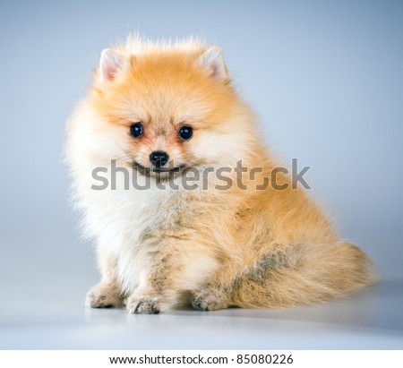 Fluffy Pomeranian