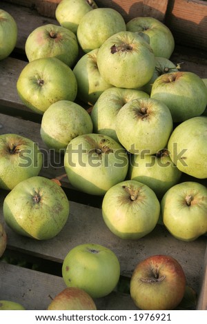 Organic apples for sale