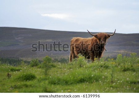 Highland cow (with room for text)