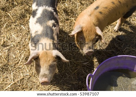 Pigs at feeding time