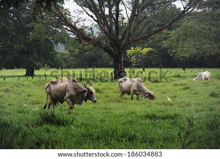 Cattle grazing on the pasture in Samara region, Costa Rica