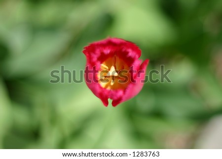 Single, bright red tulip with green background with selective focus on inside of tulip