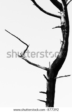 black and white pine tree; abstract study of shape and form