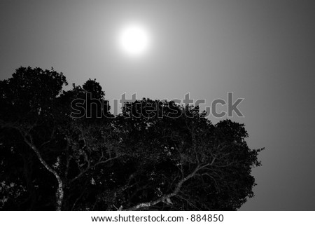 An eerie tree lit by off camera flashes with the moon behind it