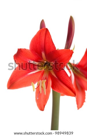 White Amaryllis Flower