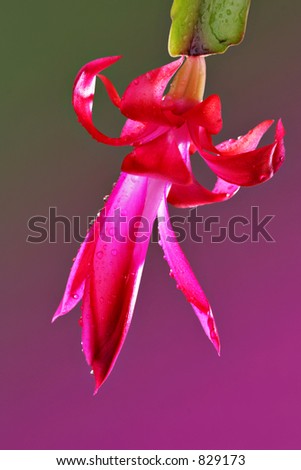 Christmas Cactus Christmas Cactus