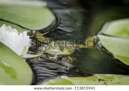 The parent of all animated cliches. Green frog in water and water lilies