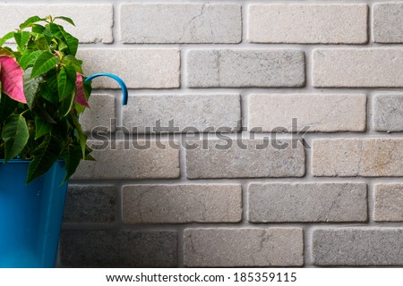 Flower with colorful leafs in blue pot with brick wall background/Brick wall/Bricks in brick wall with flowers in blue pot