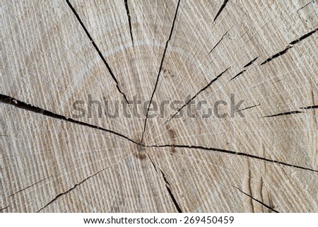 Wood texture from tree cut log/Wood texture pattern from tree cut/Oak tree cut texture pattern background