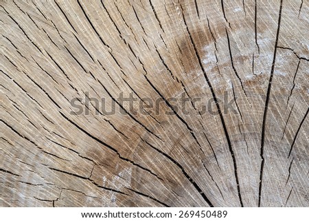 Wood texture from tree cut log/Wood texture pattern from tree cut/Oak tree cut texture pattern background