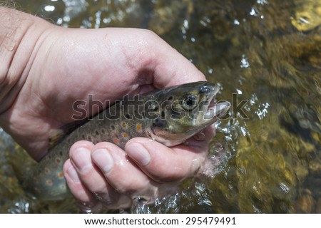 Spotted trout in the above the water / Hand holding fish in the water / mountain trout with spots