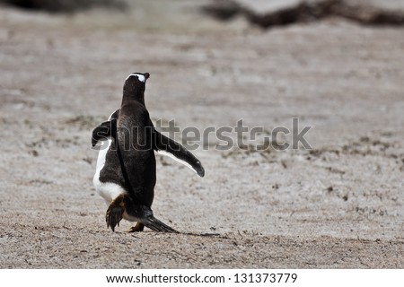 Gentoo penguin, running away from the camera on the sandy shore of the Falkland Islands