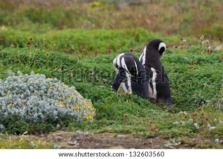 Couple of Magellanic penguins cleans feathers among the flowering plants in the Chilean reserve