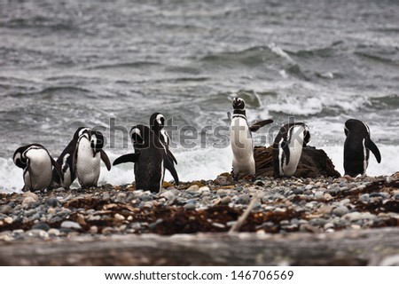 A large group of Magellanic penguins are preparing to jump into the water on the rocky shore of the ocean in the reserve Otway, Chile