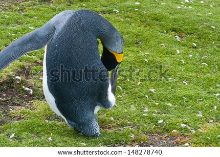 King penguin preen foot, turning away from the camera