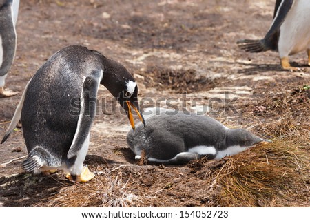 Female Gentoo penguin chick looks at her in a penguin colony