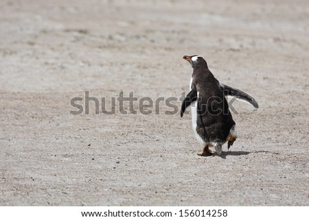 Gentoo penguin runs away from the camera along the sandy coast, Falkland Islands, Volunteer Point.