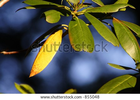 A single yellow leaf in green and blue background.