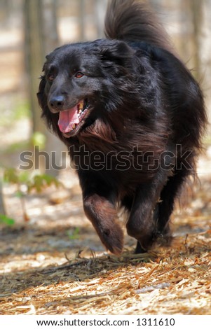 A hairy black dog running through the woods.