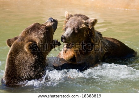 Two wild brown bears fighting in the water.