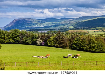 Welsh mountains with rolling dark clouds, Countryside, & Cows in the meadow