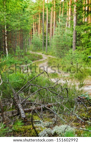 Deserted path in the pine forest. Lithuania