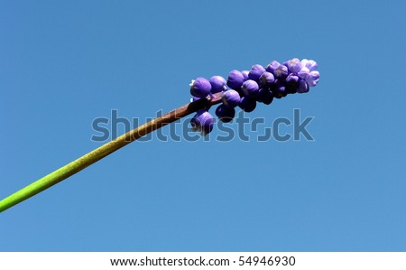 Blue flower on a background of blue sky