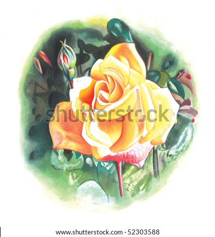 Water color painting of detailed yellow rose isolated on white background