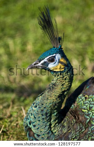 Green peacock portrait