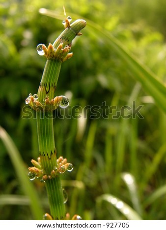 Horse-tail with dew drops