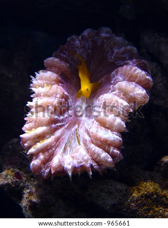 Orange fish in coral