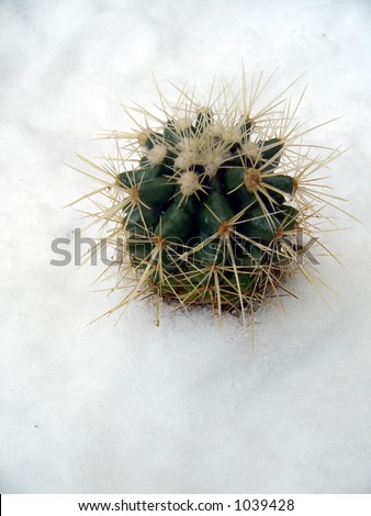 Snow cactus