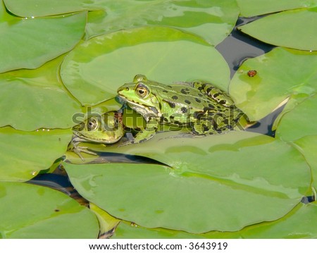 Frogs On Water