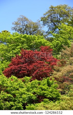 Japan - nature of Mount Yoshino (Yoshino-yama), a UNESCO World Heritage Site. Green and red Japanese maple trees.