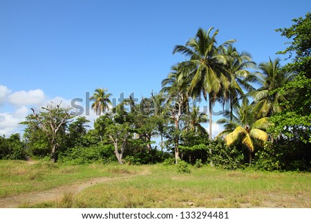 Baracoa, Cuba - coco palm trees, natural landscape