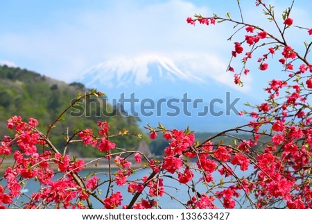 Japan landscape with Mount Fuji in backgrond. Ume plum tree blossom. Part of Fuji Five Lakes in Fuji-Hakone-Izu National Park