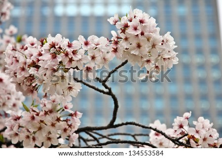 Tokyo, Japan - cherry blossoms (sakura) at famous Hama Rikyu Gardens park. Cherry petals.