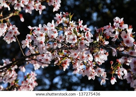 Kyoto, Japan - cherry blossoms (sakura) at a park. Cherry petals.