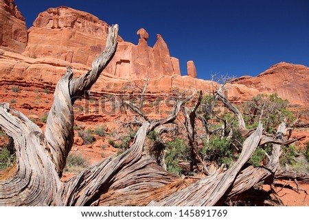 Arches National Park in Utah, USA. Juniperus osteosperma (Utah juniper) next to famous Park Avenue trail.