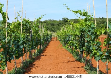 Croatia - vineyard on Istria peninsula. Agriculture on red soil.
