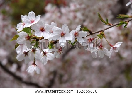 Tokyo, Japan - cherry blossoms (sakura) at famous Hamarikyu Gardens. Cherry petals.