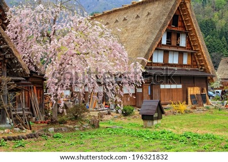 Japan - house with thatched roof and cherry blossom (sakura) in Shirakawa-Go, famous village listed as UNESCO World Heritage Site. Gifu prefecture.